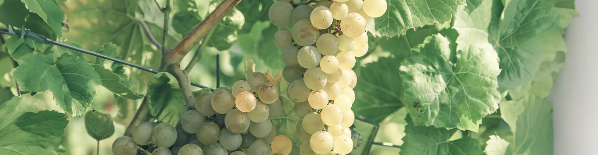 Weintraubenrebe im Sommer Headerbild
